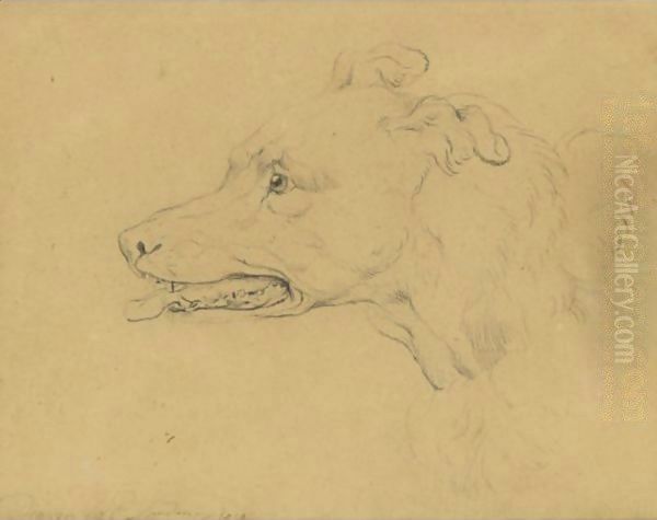 Study Of The Head Of A Greyhound Oil Painting by Sir Edwin Henry Landseer