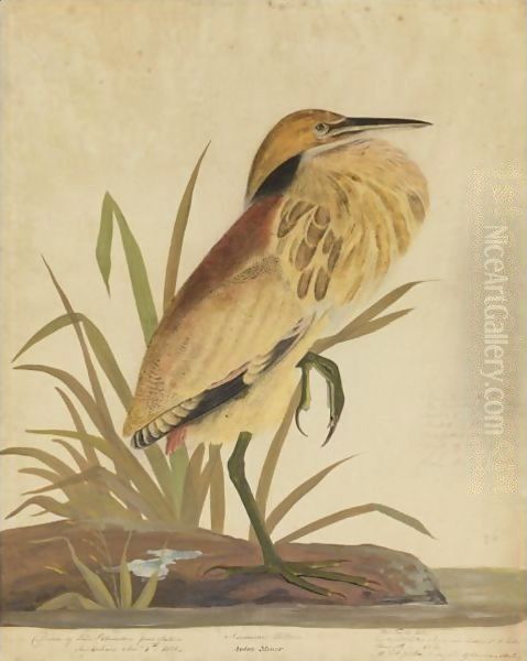 American Bittern (Ardea Minor) Oil Painting by John James Audubon