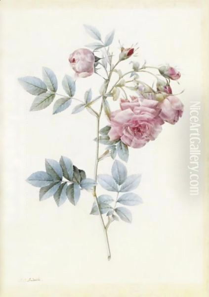 Rosa Rapa 3 Oil Painting by Pierre-Joseph Redoute