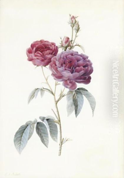 Rosa Gallica (Purpuro Violacea-Magna) Oil Painting by Pierre-Joseph Redoute