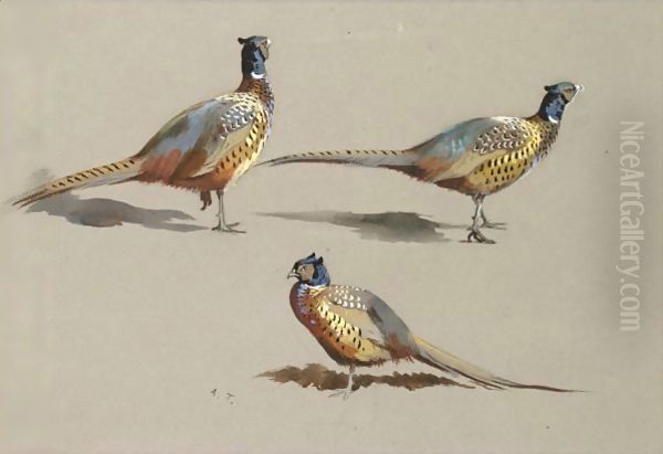 Studies Of A Cock Pheasant Oil Painting by Archibald Thorburn