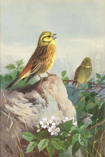 A Pair Of Yellowhammers Oil Painting by Archibald Thorburn