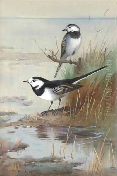 A Pair Of Pied Wagtails Oil Painting by Archibald Thorburn