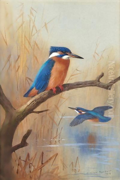 A Pair Of Kingfishers Oil Painting by Archibald Thorburn