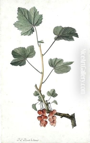 Study Of Redcurrants On A Branch Oil Painting by Jean-Louis Prevost