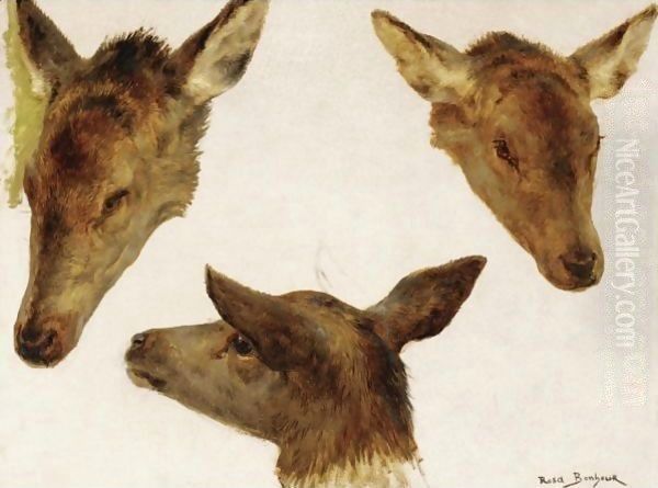 Study Of Deer Heads Oil Painting by Rosa Bonheur