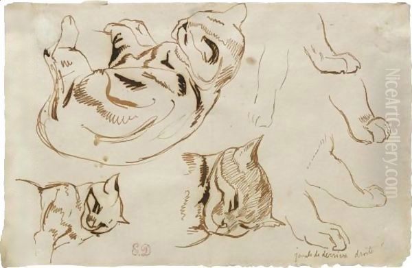 Sheet Of Studies Of A Sleeping Cat Oil Painting by Eugene Delacroix