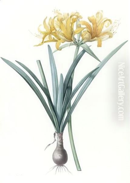 Amaryllis Aurea - Amaryllis Doree Oil Painting by Pierre-Joseph Redoute