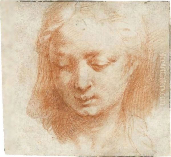 The Head Of A Woman, Looking Down To The Left Oil Painting by Girolamo Francesco Maria Mazzola (Parmigianino)