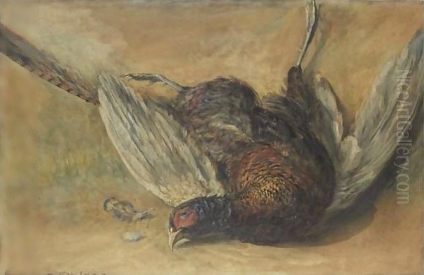 A Cock Pheasant Oil Painting by David Cox