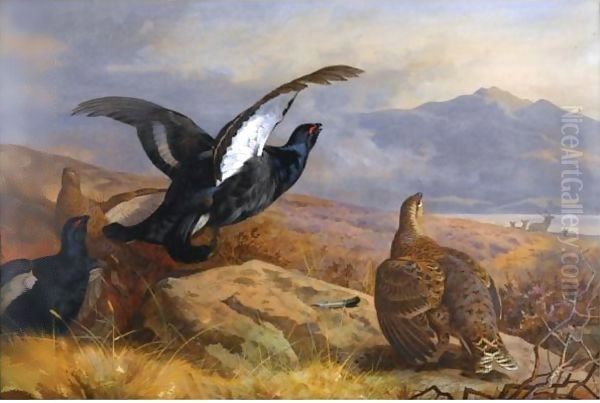 Black Grouse In A Highland Landscape With Red Deer In The Background Oil Painting by Archibald Thorburn