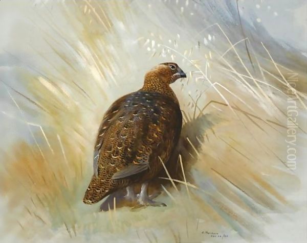 Grouse Oil Painting by Archibald Thorburn