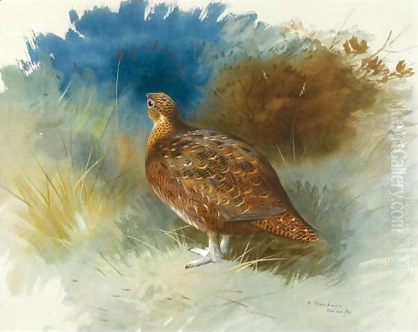 Grouse 2 Oil Painting by Archibald Thorburn