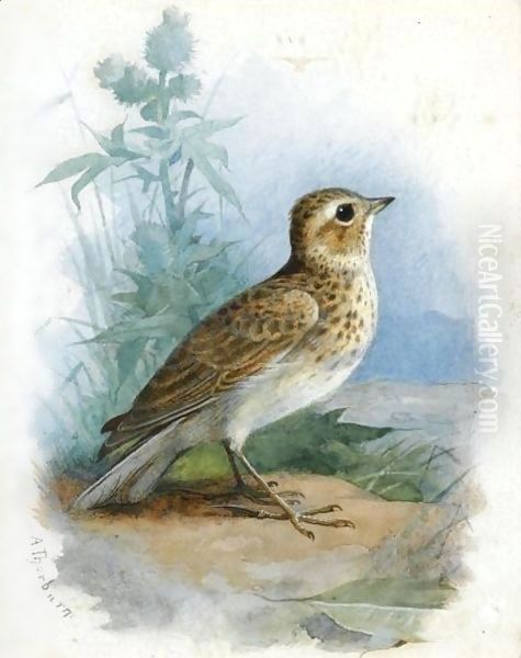 Skylark Oil Painting by Archibald Thorburn