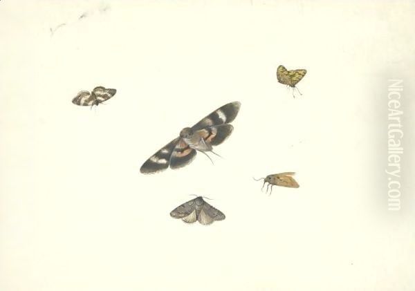 A Sheet Of Studies Of Moths Oil Painting by Pieter Withoos