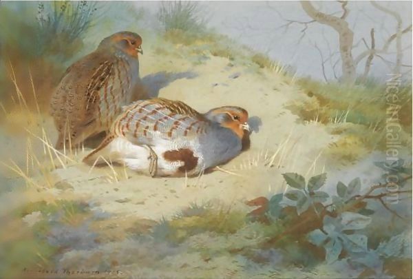 A Pair Of Partridges On A Sandy Bank Oil Painting by Archibald Thorburn