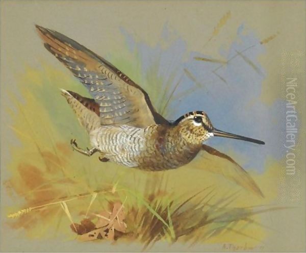 A Woodcock In Flight Oil Painting by Archibald Thorburn