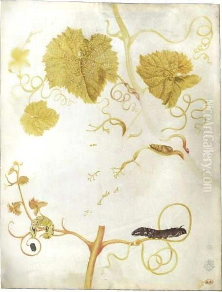 Two Caterpillars And A Chrysalis On A Vine Oil Painting by Maria Sibylla Merian