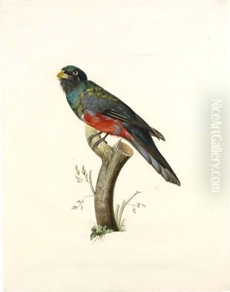 Male South American Trogon (Trogonidae Sp.) Oil Painting by Jacques Barraband