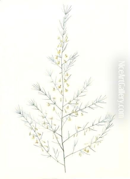 Asparagus Amarus, Wild Asparagus 2 Oil Painting by Pierre-Joseph Redoute