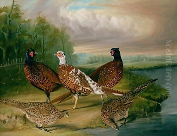 Pheasants by the River Wensum, Norfolk Oil Painting by James Blazeby