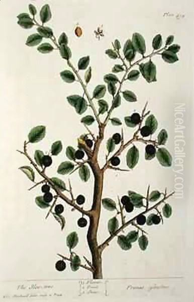 The Sloe Tree, plate 494 from 'The Curious Herbal' Oil Painting by Elizabeth Blackwell