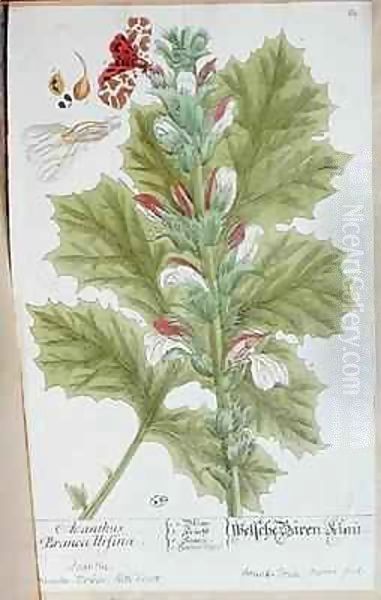 Acanthus Branca Ursina Oil Painting by Elizabeth Blackwell