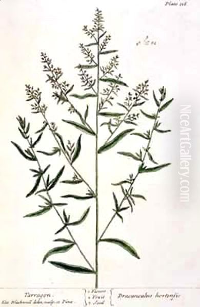 Tarragon, plate 116 from 'A Curious Herbal' Oil Painting by Elizabeth Blackwell