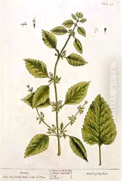 Balm, plate 27 from 'A Curious Herbal' Oil Painting by Elizabeth Blackwell