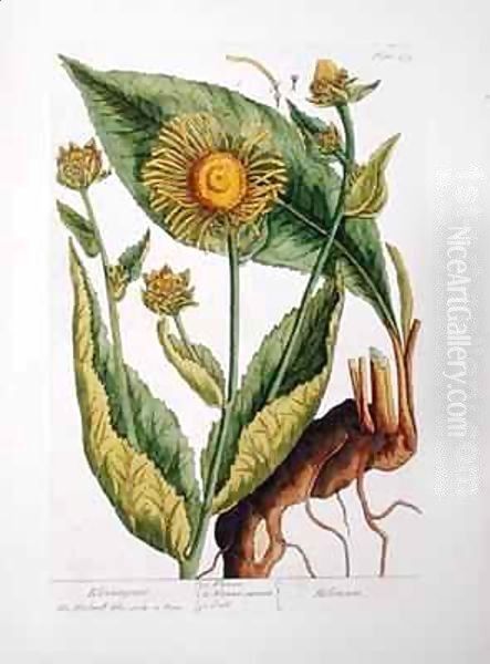 Elecampane, plate 473 from 'A Curious Herbal' Oil Painting by Elizabeth Blackwell