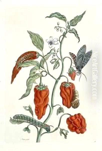 Comfrey, from 'A Curious Herbal' Oil Painting by Elizabeth Blackwell