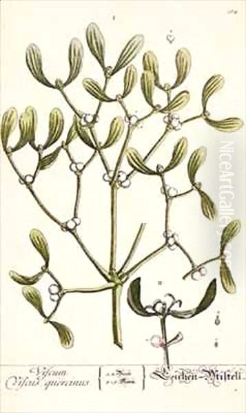 Mistletoe from 'A Curious Herbal' Oil Painting by Elizabeth Blackwell