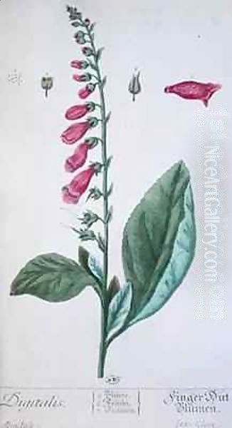 Digitalis purpurea, from 'Herbarium Blackwellianum' Oil Painting by Elizabeth Blackwell