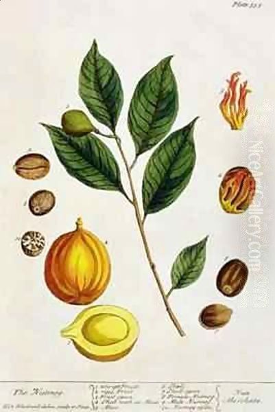 The Nutmeg, plate 353 from 'A Curious Herbal' Oil Painting by Elizabeth Blackwell