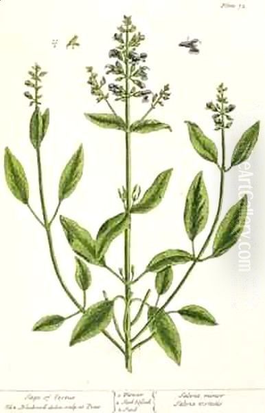 Salviam from 'A Curious Herbal' Oil Painting by Elizabeth Blackwell