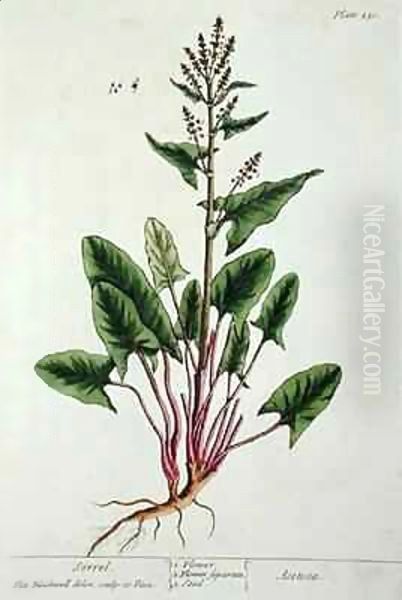 Sorrel, plate 230 from 'A Curious Herbal' Oil Painting by Elizabeth Blackwell