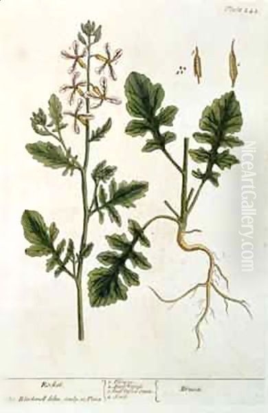 Rocket, plate 242 from 'A Curious Herbal' Oil Painting by Elizabeth Blackwell