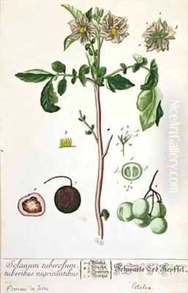 Potato plant and fruit, plate from 'Herbarium Blackwellianum' Oil Painting by Elizabeth Blackwell