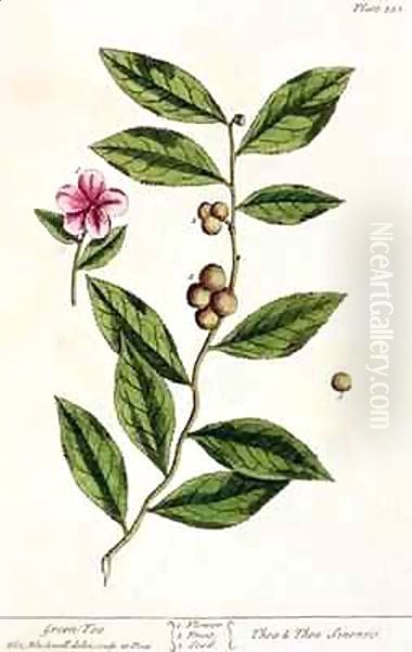 Green Tea, plate 351 from 'A Curious Herbal' Oil Painting by Elizabeth Blackwell