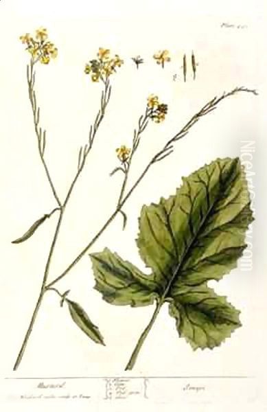 Mustard, plate 446 from 'A Curious Herbal' Oil Painting by Elizabeth Blackwell