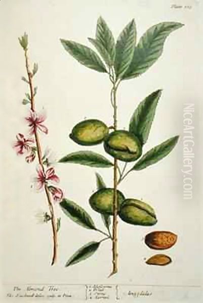 The Almond Tree, plate 105 from 'A Curious Herbal' Oil Painting by Elizabeth Blackwell