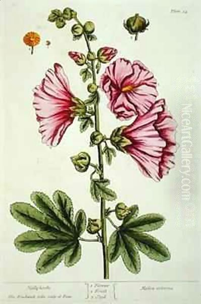 Hollyhocks, plate 54 from 'A Curious Herbal' Oil Painting by Elizabeth Blackwell