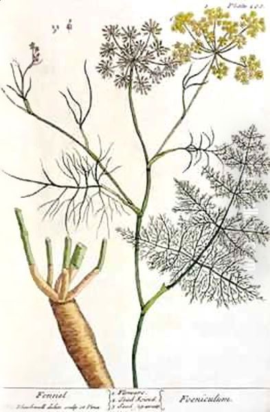 Fennel, plate 288 from 'A Curious Herbal' Oil Painting by Elizabeth Blackwell