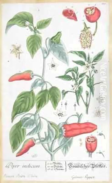 Guinea Pepper (Piper Indicum) plate 129 from the German edition of 'A Curious Herbal' Oil Painting by Elizabeth Blackwell