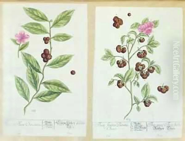 Tea and China Tea, plate from 'Herbarium Blackwellianum' Oil Painting by Elizabeth Blackwell