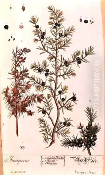 Juniper (Juniperus) plate from the German edition of 'A Curious Herbal' Oil Painting by Elizabeth Blackwell