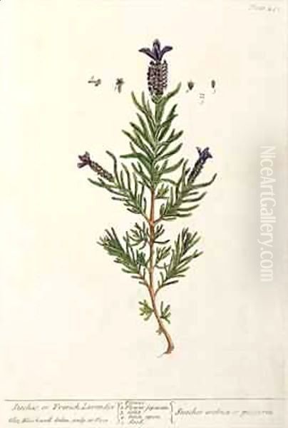 French Lavender, plate 241 from 'A Curious Herbal' Oil Painting by Elizabeth Blackwell