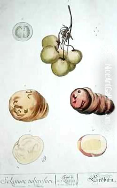 Potato Tubers, plate from 'Herbarium Blackwellianum' Oil Painting by Elizabeth Blackwell