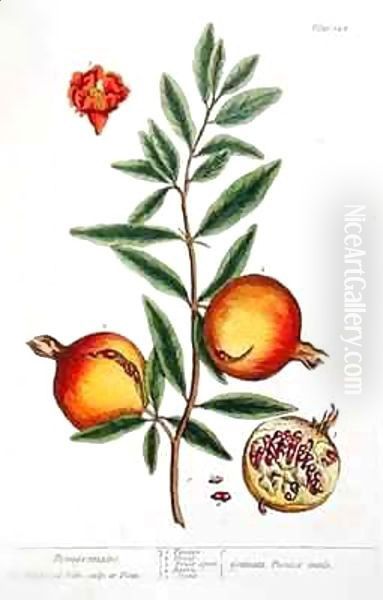 Punica granatum, from 'A Curious Herbal' Oil Painting by Elizabeth Blackwell