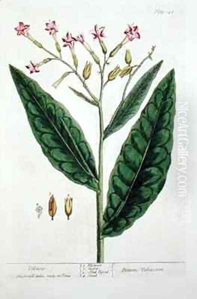 Tobacco, plate 146 from 'A Curious Herbal' Oil Painting by Elizabeth Blackwell